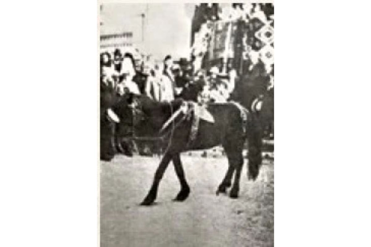 Un ponei în fața tribunei regale, 1928